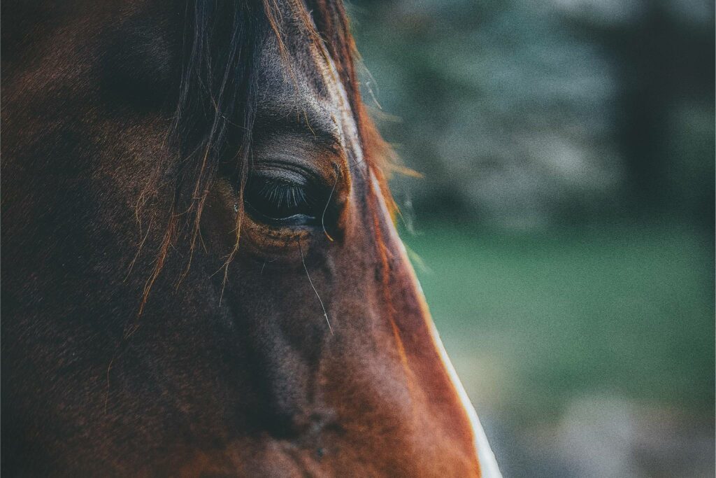 zoom sur l'oeil d'un cheval