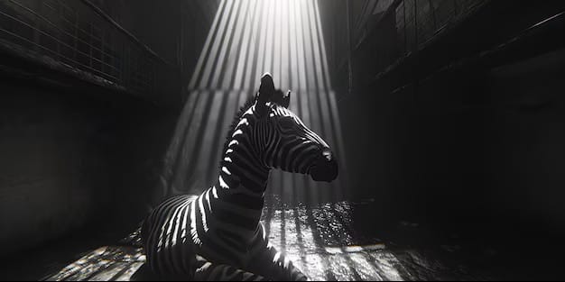 zebre sombre traumatisme